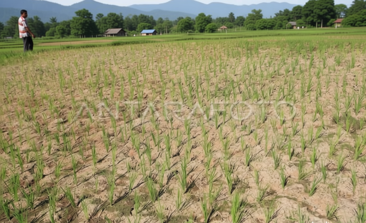 BMKG: Hari Tanpa Hujan di Aceh Diprakirakan hingga Akhir Juli 2026